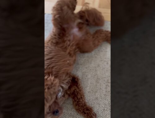 This Cute Puppy Wants Her Paw Shaken And Her Neck Rubbed! | #puppy