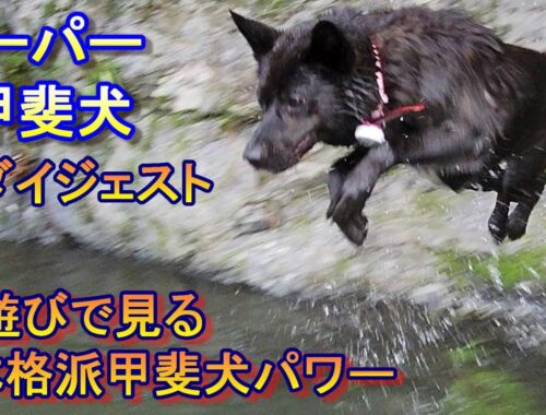 ゴミを回収する環境にやさしい甲斐犬は、遊びは豪快！丹生川で遊んだいい場面を詰め込みました-　甲斐犬いち