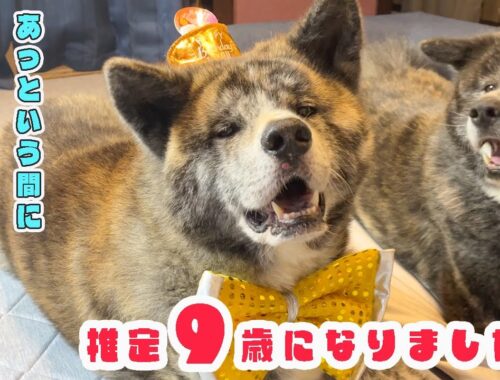 秋田犬秋馬６回目のうちの子記念日！！【虎毛】【大型犬】【akita dog】