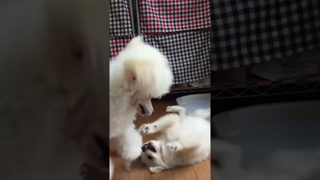 自由に遊べるトリミングサロン 犬がじゃれあう Play with each other 自由に遊べるトリミングサロン 犬がじゃれあう Play with each other