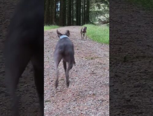 Excited whippet wont run! #shorts #whippet
