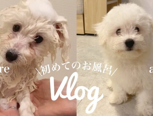 【初お風呂】怖くて泣いちゃった😭ビションフリーゼ子犬Vlog