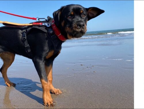 大型犬パピー生後６ヶ月ロットワイラー　初めて海で砂まみれになって遊ぶ愛犬　　　　　　　　　My dog ​​Rottweiler's first sea      played in the sand