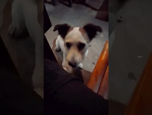 Watch How This Dog Begs for Food! #adorable #shorts #viral