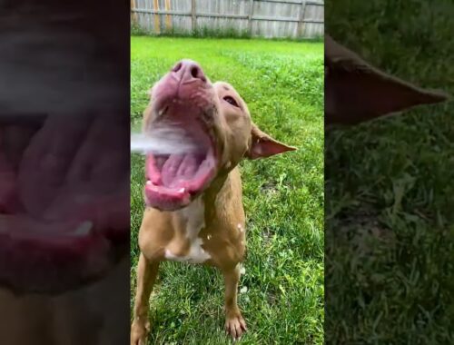 Cute Dog Is Obsessed With Water Sprinklers! | Dodo Kids