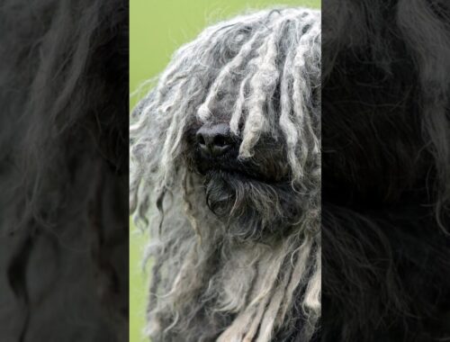 Facts about the Puli Dog Breed