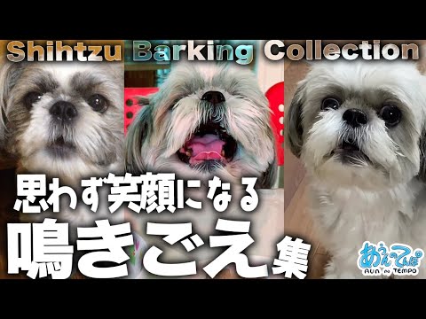 【音量注意】しゃべってる？うちのシーズー犬の鳴き声集めてみた。shih tzu dog barking collection