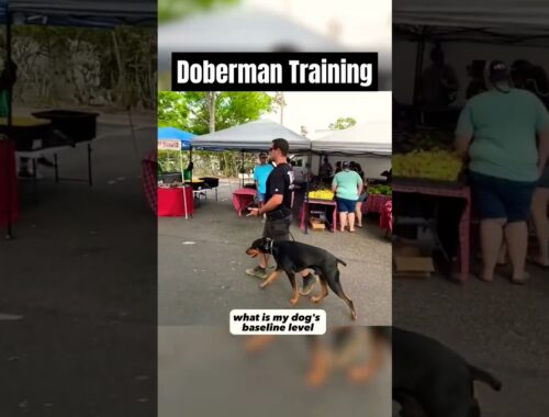 Socialization Training with a Doberman