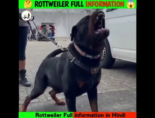 rottweiler full full information in hindi#love #rottweiler #dog #shorts @Aniruddha Alone