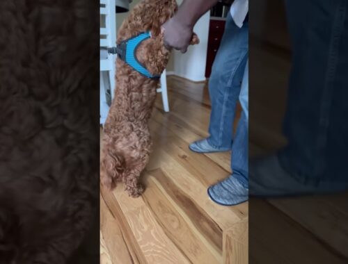 This Puppy Is So Cute She Just Wants To Dance! | #puppy