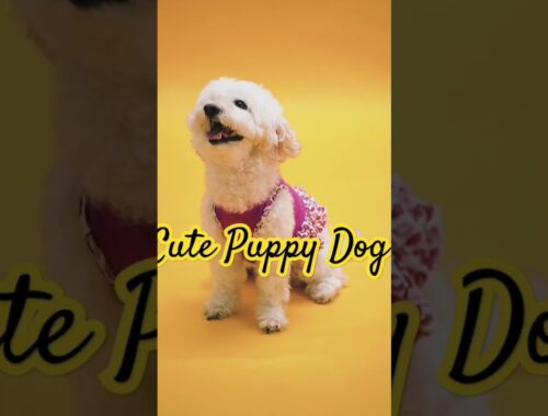 Cute Puppy Dog - Baby Dog -Cute Puppy #shorts #youtubeshorts #puppy #dogsound