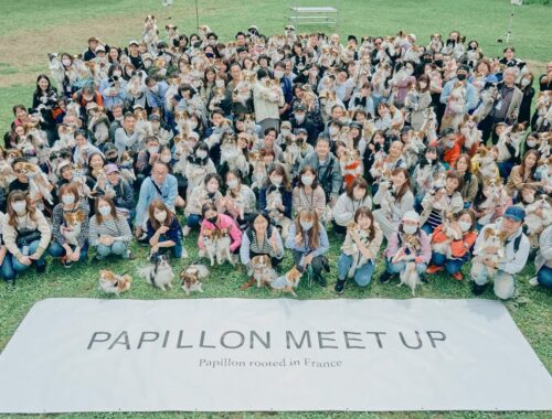 Papillon MEET UP 2023- Papillon rooted in France -