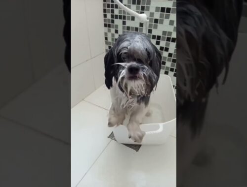 Cachorrinho no banho, lhasa/shihtzu🤣 Juju e Lisa