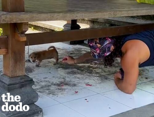 Couple Rescues Two Abandoned Puppies | The Dodo