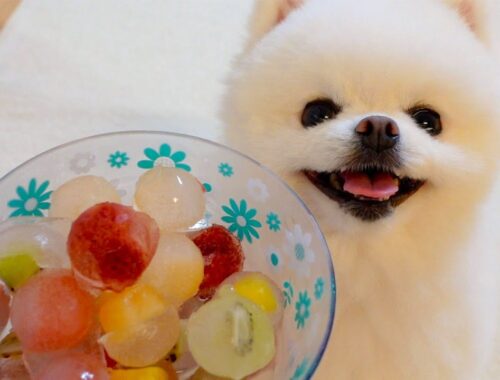 【凉爽】愛犬と一緒に食べられるフルーツ氷を作りました