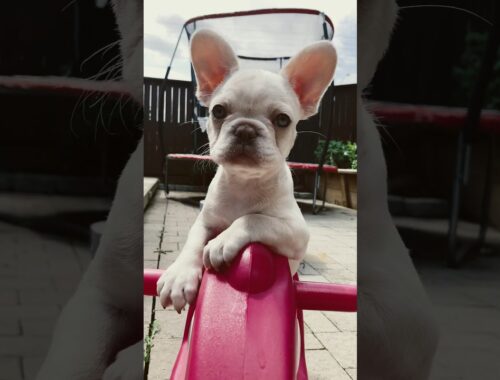 French Bulldog Puppy Riding a Toy Horse #frenchbully #frenchiebulldog #puppy #dog #bulldog