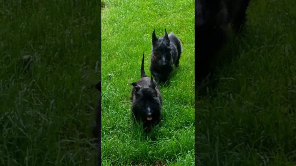 Gorgeous Terriers 🐕 How Deep is your Love ❤️ 😍 💖 ❣️ 💕 💘 – #shortsfeed Gorgeous Terriers 🐕 How Deep is your Love ❤️ 😍 💖 ❣️ 💕 💘 - #shortsfeed