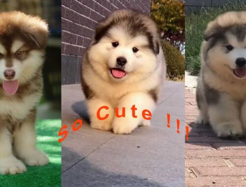 Cute puppies videos- cute puppy videos - cute puppies videos compilation #04