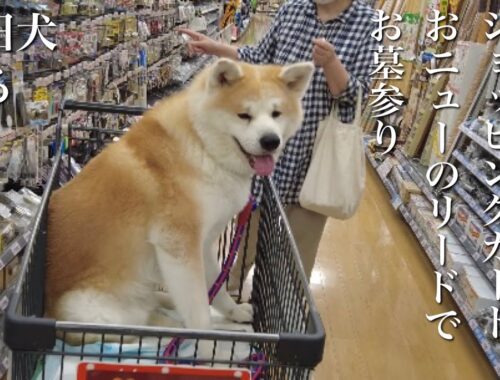 秋田犬ともぐら家族　はる、ショッピング、おニューのリードで墓参り