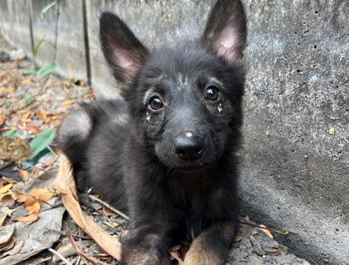 I Brought Home A Homeless Innocent German Shepherd Puppy On The Street