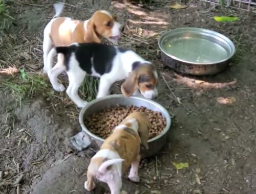 Too cute!! 10 BEAGLE PUPPIES and their momma Shanny