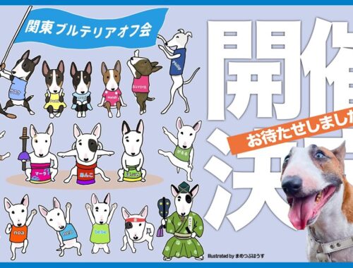 ［ブルテリア］Miniature Bull Terrier 関東ブルテリアオフ会決定！Kanto bull terrier meet-up decision!