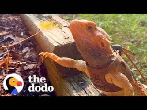 Bearded Dragon Acts Like A Puppy And Begs Mom To Go On Walks With Him | The Dodo