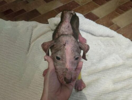 Abandoned puppy because ugly, mange... to the Queen!