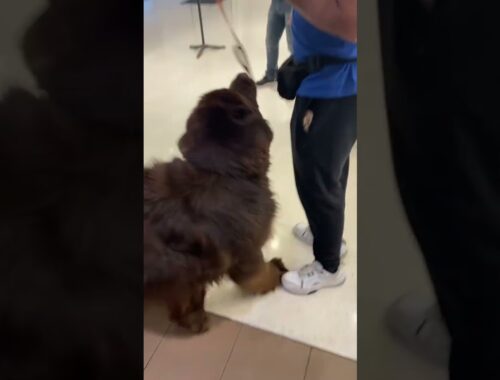 Gigantic Newfoundland begs for treats and pounces for the score.  He's as tall as a person! #newfie