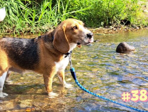 【ビーグル】水が苦手な愛犬と川で涼しく過ごす夏休み