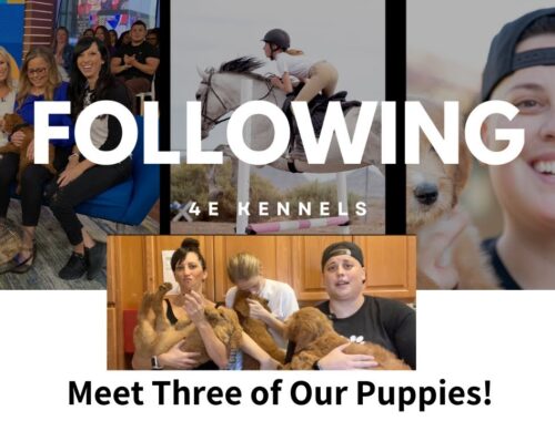 Following 4E Kennels! Meet 3 of Our Puppies!