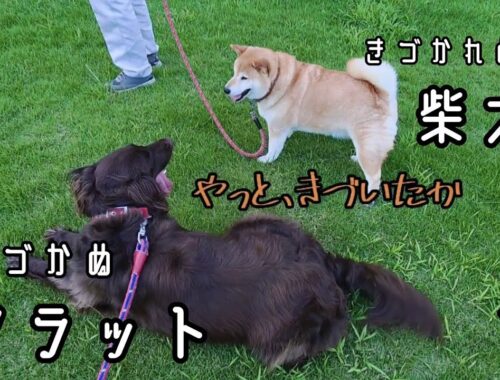 【友達のキミコと助】150.フラットコーテッドレトリバーと柴犬