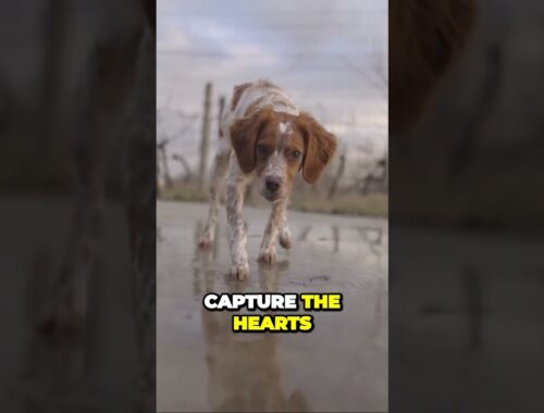 The Versatile and Devoted Britney Dogs: Captivating Hearts Everywhere #brittanyspaniel #dogtrainer