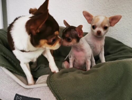 Daddy dog Bono joins Chihuahua puppies in the bed. #puppy #chihuahua