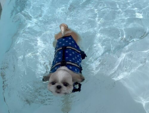 暑い夏はシーズー子犬の泳ぐ姿に涼みませんか？ レジーナリゾート鴨川shihtzu puppy's 1st time of pool