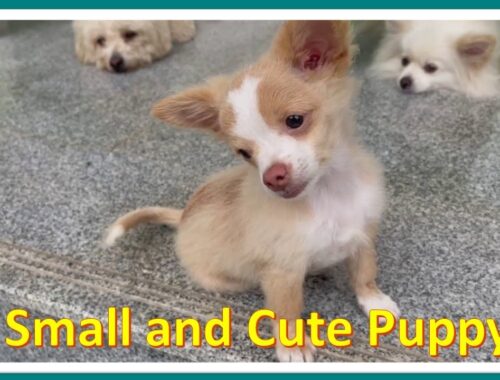 Small and Cute puppy video compilation #Dogs #puppies
