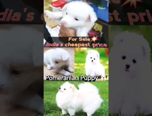 Cute puppy For Sale| Pomeranian Dog #shortsfeed #shorts #pets