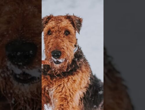 Protection dog breed Airedale terrier