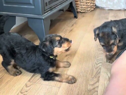 Luna-Thor 7/2/23 Airedale puppies 6 weeks old (puppy picking)