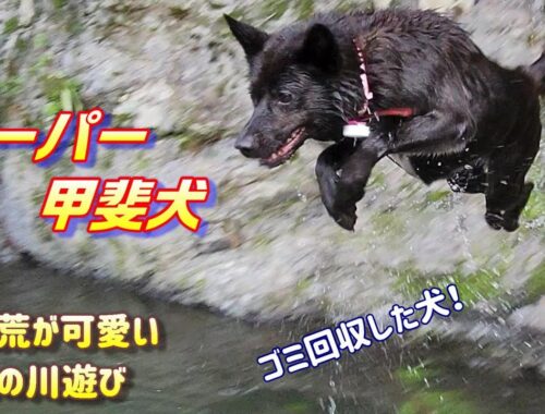 川遊びする甲斐犬-泳ぎが得意な甲斐犬いち