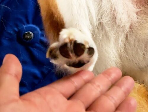 指を近づけると小っちゃな肉球でむぎゅっとしてくれる柴犬