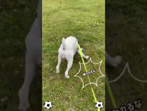 サッカー犬代表⁉︎⚽️ボクサー犬