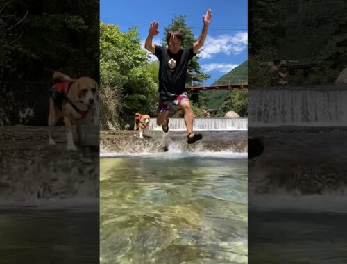 夏を満喫するビーグル犬 #いぬすたぐらむ #beagle #いぬ
