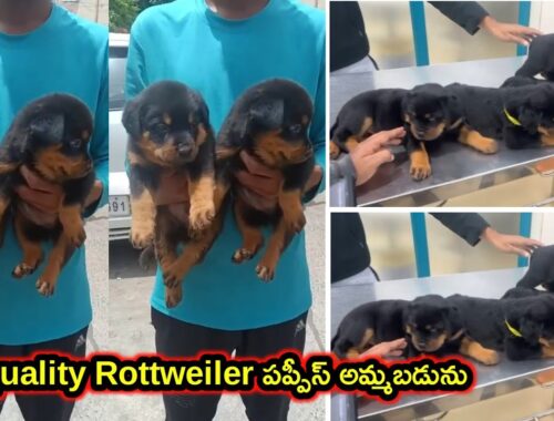 top quality Rottweiler Puppies for sale in telugu/9502887889 /aj pets