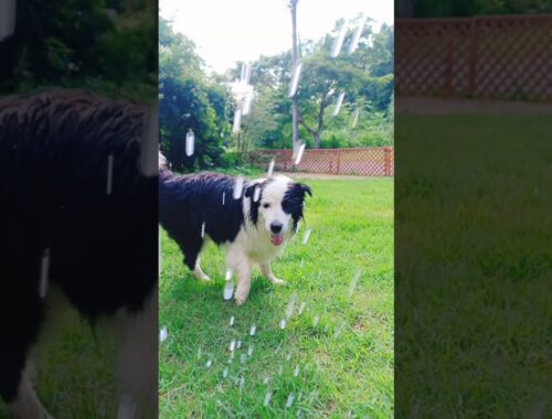 猛暑！水浴びを楽しみ、涼む犬 #ボーダーコリー