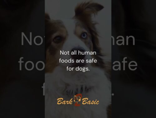 Smart & Safe Doggy Dining