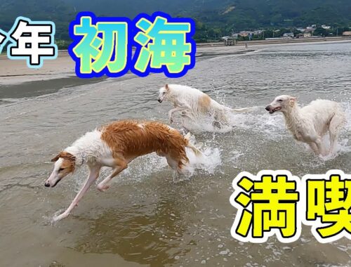 大型犬ボルゾイたちの今年初めての海！みんな大はしゃぎで走りまくり【犬の海水浴】