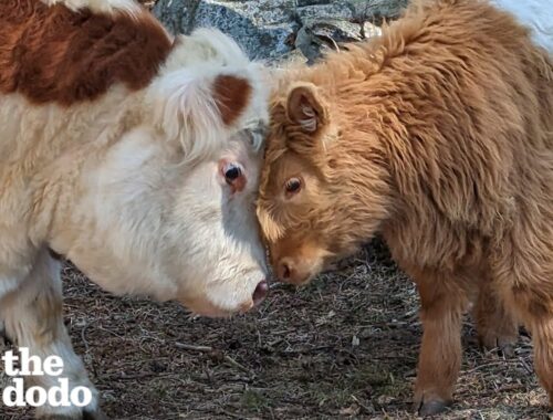 Fluffy Cow Grows Up Around Dogs And Starts Acting Like A Puppy Himself | The Dodo