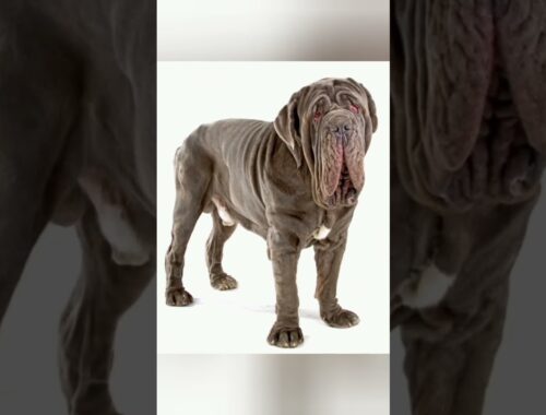 Neapolitan Mastiff #shorts #beautiful #animal #animals #pet #pets #dog #dogs