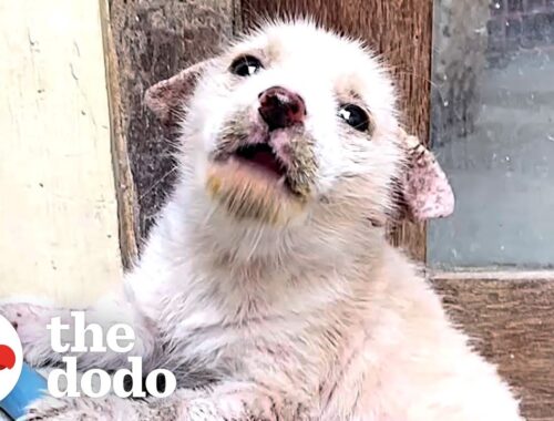 Mangey Street Puppy Completely Transforms | The Dodo